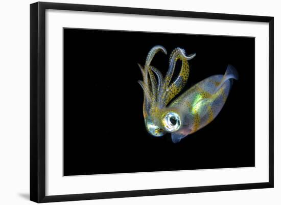 Bigfin Squid (Sepioteuthis Lessoniana) Hovering in Mid Water at Night-Alex Mustard-Framed Photographic Print