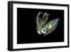 Bigfin Squid (Sepioteuthis Lessoniana) Hovering in Mid Water at Night-Alex Mustard-Framed Photographic Print