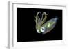 Bigfin Squid (Sepioteuthis Lessoniana) Hovering in Mid Water at Night-Alex Mustard-Framed Photographic Print