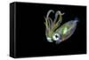 Bigfin Squid (Sepioteuthis Lessoniana) Hovering in Mid Water at Night-Alex Mustard-Framed Stretched Canvas