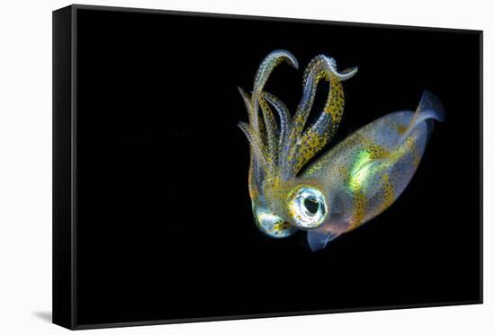 Bigfin Squid (Sepioteuthis Lessoniana) Hovering in Mid Water at Night-Alex Mustard-Framed Stretched Canvas