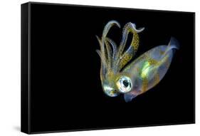 Bigfin Squid (Sepioteuthis Lessoniana) Hovering in Mid Water at Night-Alex Mustard-Framed Stretched Canvas