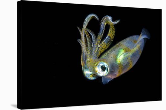 Bigfin Squid (Sepioteuthis Lessoniana) Hovering in Mid Water at Night-Alex Mustard-Stretched Canvas