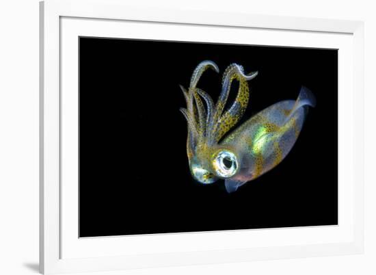 Bigfin Squid (Sepioteuthis Lessoniana) Hovering in Mid Water at Night-Alex Mustard-Framed Photographic Print