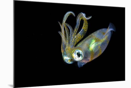 Bigfin Squid (Sepioteuthis Lessoniana) Hovering in Mid Water at Night-Alex Mustard-Mounted Photographic Print