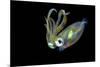 Bigfin Squid (Sepioteuthis Lessoniana) Hovering in Mid Water at Night-Alex Mustard-Mounted Photographic Print