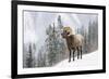 Bighorn in Snow-Michael Blanchette-Framed Giclee Print