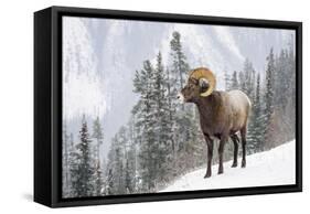 Bighorn in Snow-Michael Blanchette-Framed Stretched Canvas