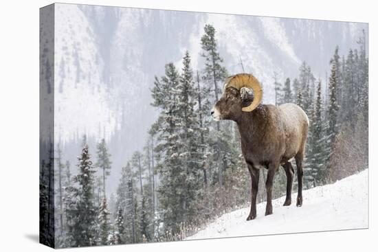 Bighorn in Snow-Michael Blanchette-Stretched Canvas