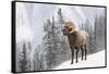 Bighorn in Snow-Michael Blanchette-Framed Stretched Canvas