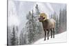 Bighorn in Snow-Michael Blanchette-Stretched Canvas