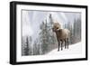 Bighorn in Snow-Michael Blanchette-Framed Giclee Print