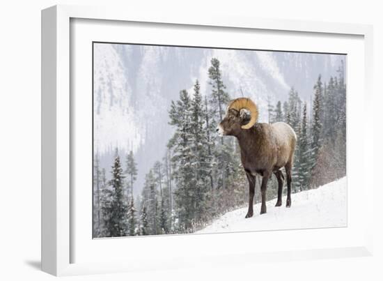 Bighorn in Snow-Michael Blanchette-Framed Giclee Print