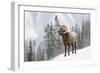 Bighorn in Snow-Michael Blanchette-Framed Giclee Print
