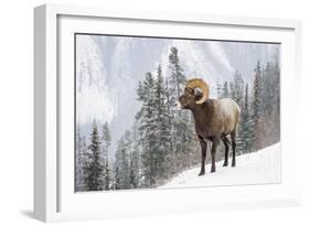 Bighorn in Snow-Michael Blanchette-Framed Giclee Print