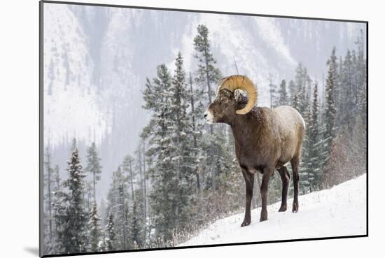 Bighorn in Snow-Michael Blanchette-Mounted Giclee Print