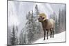 Bighorn in Snow-Michael Blanchette-Mounted Giclee Print