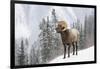 Bighorn in Snow-Michael Blanchette-Framed Giclee Print