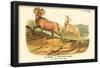 Bighorn or Mountain Sheep-null-Framed Poster