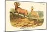 Bighorn or Mountain Sheep-null-Mounted Poster