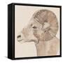 Bighorn Profile I-Annie Warren-Framed Stretched Canvas