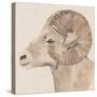 Bighorn Profile I-Annie Warren-Stretched Canvas