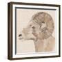 Bighorn Profile I-Annie Warren-Framed Art Print