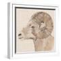 Bighorn Profile I-Annie Warren-Framed Art Print