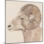 Bighorn Profile I-Annie Warren-Mounted Art Print