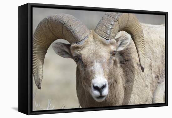 Bighorn Ram, Bighorn Sheep, Yellowstone National Park, Wyoming, USA-Gerry Reynolds-Framed Stretched Canvas