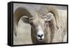 Bighorn Ram, Bighorn Sheep, Yellowstone National Park, Wyoming, USA-Gerry Reynolds-Framed Stretched Canvas