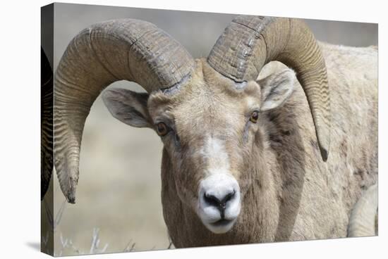 Bighorn Ram, Bighorn Sheep, Yellowstone National Park, Wyoming, USA-Gerry Reynolds-Stretched Canvas