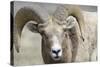 Bighorn Ram, Bighorn Sheep, Yellowstone National Park, Wyoming, USA-Gerry Reynolds-Stretched Canvas