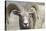 Bighorn Ram, Bighorn Sheep, Yellowstone National Park, Wyoming, USA-Gerry Reynolds-Stretched Canvas