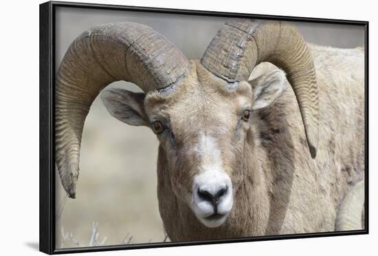 Bighorn Ram, Bighorn Sheep, Yellowstone National Park, Wyoming, USA-Gerry Reynolds-Framed Photographic Print