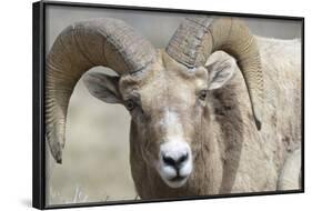 Bighorn Ram, Bighorn Sheep, Yellowstone National Park, Wyoming, USA-Gerry Reynolds-Framed Photographic Print