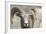 Bighorn Ram, Bighorn Sheep, Yellowstone National Park, Wyoming, USA-Gerry Reynolds-Framed Photographic Print