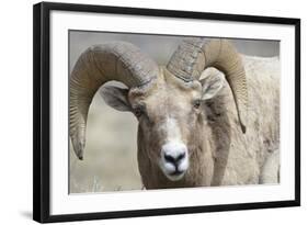 Bighorn Ram, Bighorn Sheep, Yellowstone National Park, Wyoming, USA-Gerry Reynolds-Framed Photographic Print