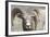 Bighorn Ram, Bighorn Sheep, Yellowstone National Park, Wyoming, USA-Gerry Reynolds-Framed Photographic Print