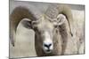 Bighorn Ram, Bighorn Sheep, Yellowstone National Park, Wyoming, USA-Gerry Reynolds-Mounted Photographic Print