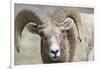 Bighorn Ram, Bighorn Sheep, Yellowstone National Park, Wyoming, USA-Gerry Reynolds-Framed Photographic Print