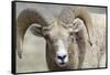 Bighorn Ram, Bighorn Sheep, Yellowstone National Park, Wyoming, USA-Gerry Reynolds-Framed Stretched Canvas