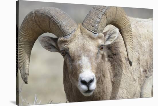 Bighorn Ram, Bighorn Sheep, Yellowstone National Park, Wyoming, USA-Gerry Reynolds-Stretched Canvas