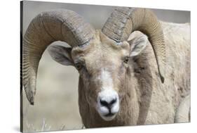 Bighorn Ram, Bighorn Sheep, Yellowstone National Park, Wyoming, USA-Gerry Reynolds-Stretched Canvas
