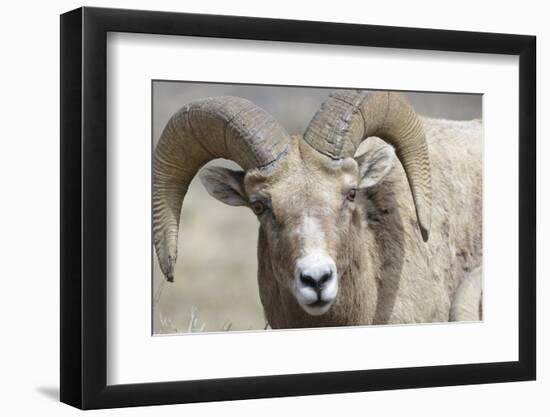Bighorn Ram, Bighorn Sheep, Yellowstone National Park, Wyoming, USA-Gerry Reynolds-Framed Photographic Print