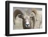 Bighorn Ram, Bighorn Sheep, Yellowstone National Park, Wyoming, USA-Gerry Reynolds-Framed Photographic Print