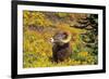 Bighorn ram on Wilcox Ridge, Jasper National Park, Alberta, Canada.-Russ Bishop-Framed Photographic Print