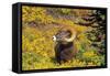 Bighorn ram on Wilcox Ridge, Jasper National Park, Alberta, Canada.-Russ Bishop-Framed Stretched Canvas