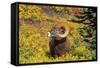 Bighorn ram on Wilcox Ridge, Jasper National Park, Alberta, Canada.-Russ Bishop-Framed Stretched Canvas