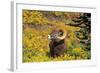 Bighorn ram on Wilcox Ridge, Jasper National Park, Alberta, Canada.-Russ Bishop-Framed Photographic Print